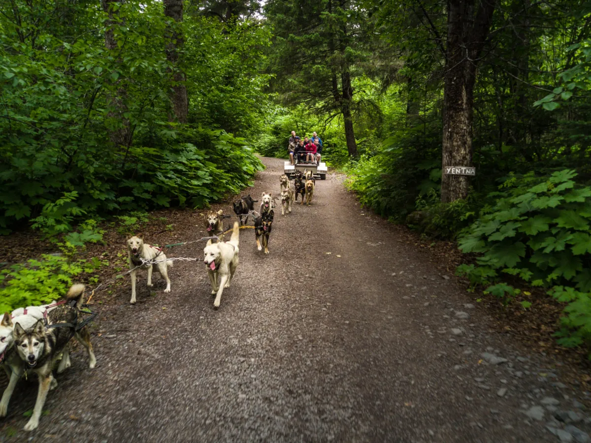 Ididaride Sled Dog Tours